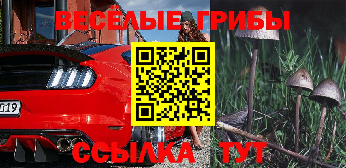 Псилоцибиновые грибы Psilocybine cubensis Нальчик